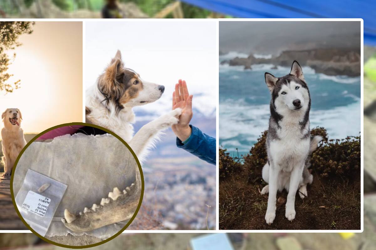 Los perros conviven con los humanos desde hace 12 mil años, según reciente hallazgo