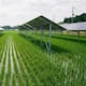 Japón genera electricidad sin dejar de cultivar arroz