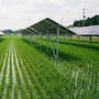 Japón encontró una manera de producir electricidad sin dejar de cultivar arroz: paneles solares móviles colocados sobre los campos cambian de posición durante la temporada agrícola para reducir la sombra sobre los cultivos y aprovechan la luz reflejada con módulos bifaciales