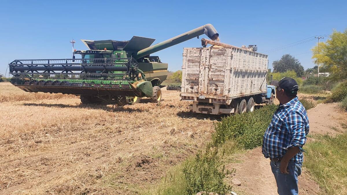 Los transportistas también pierden al disminuir las siembras en los valles del Yaqui y Mayo. FOTO: BANCO DIGITAL