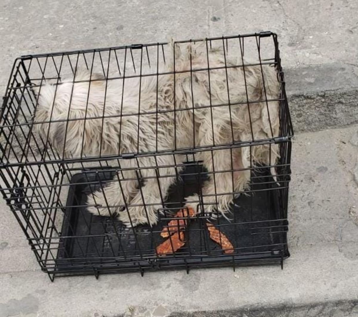 A través de su negocio, Carlos Cortés ha logrado que decenas de perros encuentren hogar en Estados Unidos y Canadá. Foto: Cortesía