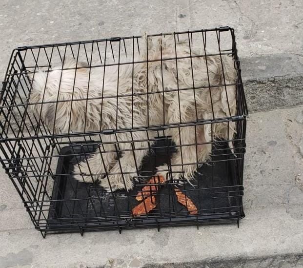 A través de su negocio, Carlos Cortés ha logrado que decenas de perros encuentren hogar en Estados Unidos y Canadá. Foto: Cortesía