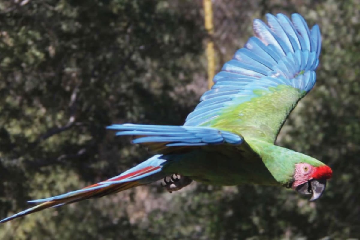 Rehabilitación del aviario del Centro Ecológico de Sonora alcanza 90% y estará listo antes de Semana Santa