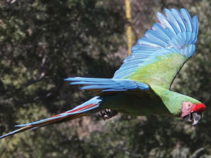 Rehabilitación del aviario del Centro Ecológico de Sonora alcanza 90% y estará listo antes de Semana Santa
