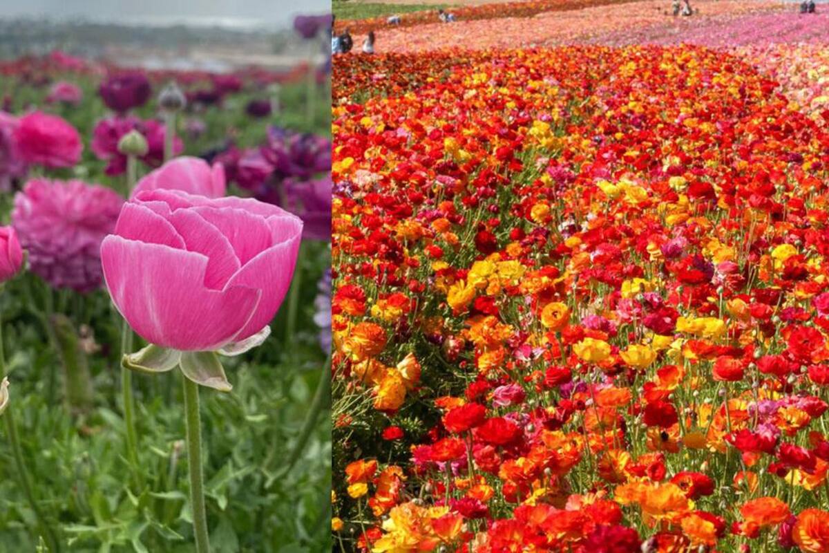 Últimos dos días para visitar el colorido campo de flores en San Diego