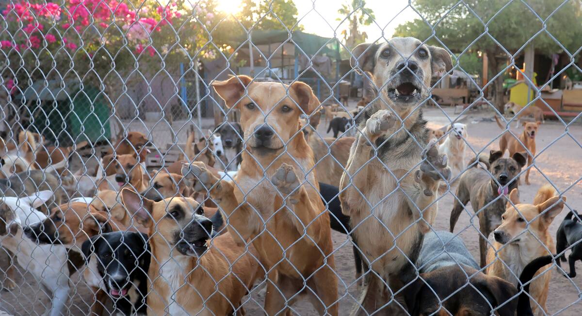 La Ley de Protección y Bienestar Animal para el Estado establece responsabilidades para los dueños de mascotas. FOTO: JULIÁN ORTEGA