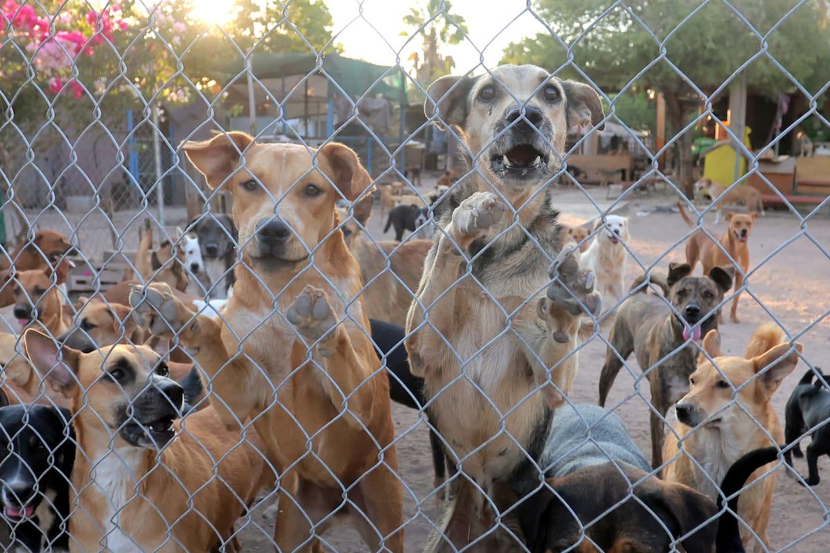 Defienden Ley en Sonora; van por el cuidado de los animales