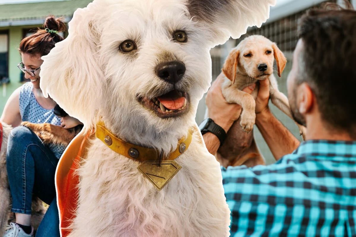 Adopciones de perros incrementan 513% tras estreno de ‘Superman’ gracias a Krypto