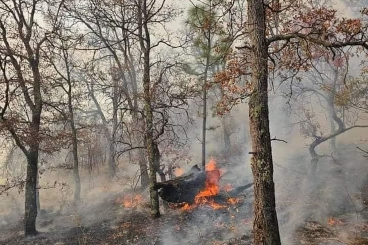 Espera Protección Civil Sonora sofocar en 2 días el incendio forestal de Yécora
