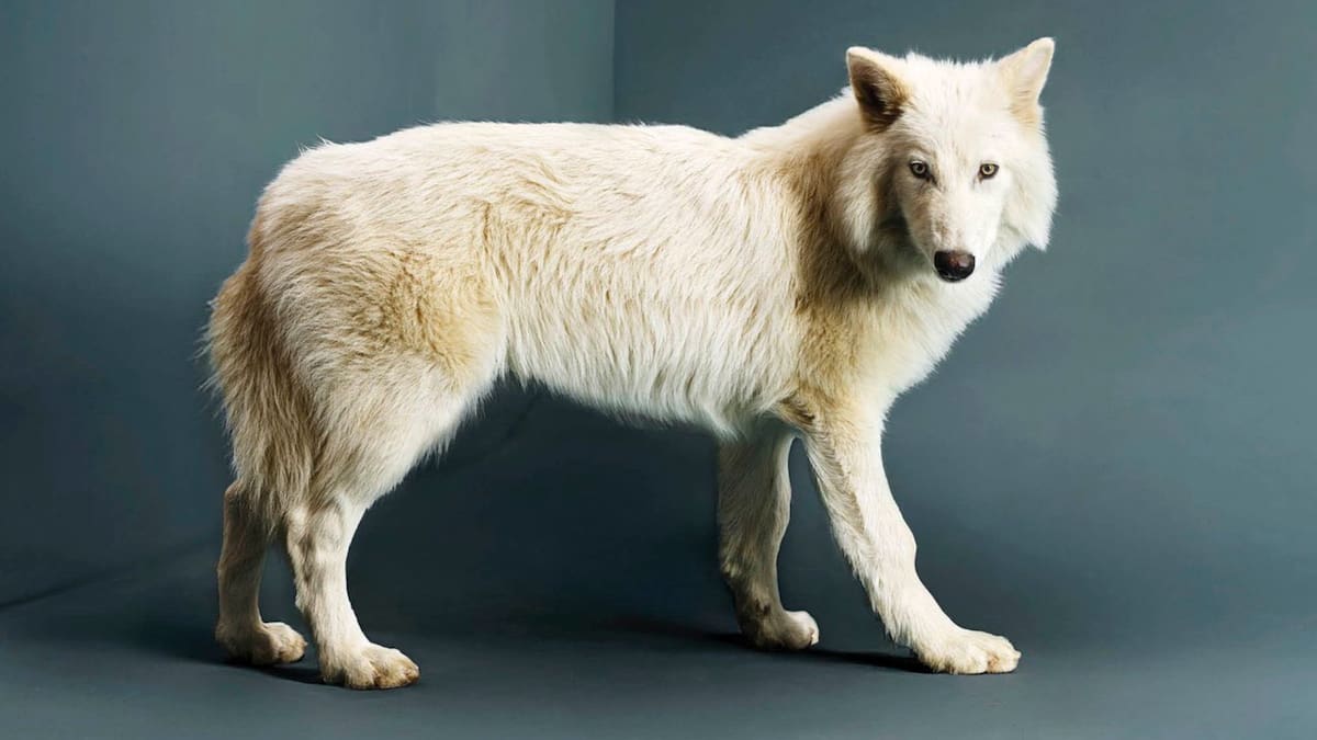 Empresa reconocida por el proyecto de “traer a la vida” la especie extinta de lobo terrible ahora busca conservar especies en peligro de extinción con biobanco en Dubái