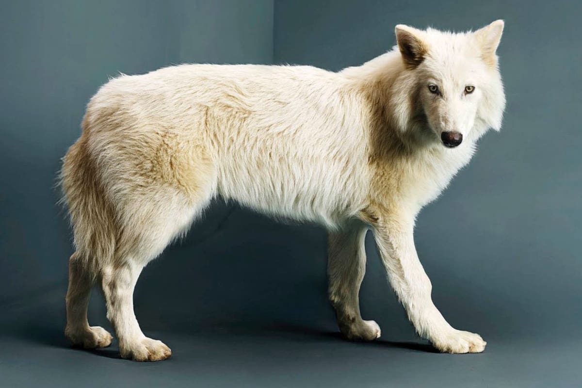 ¿Por qué se extinguió el “lobo terrible”?; esto se sabe