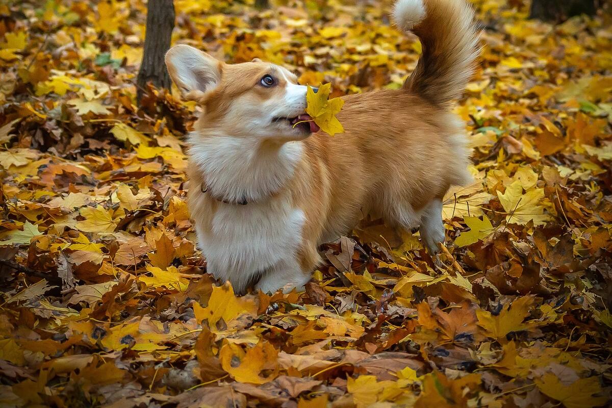 ¿Cuáles son las cosas que hacen felices a los perros?