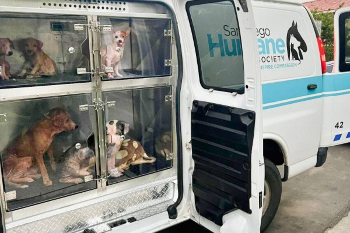 Rescatan a 33 animales tras inundación de un hogar en San Ysidro