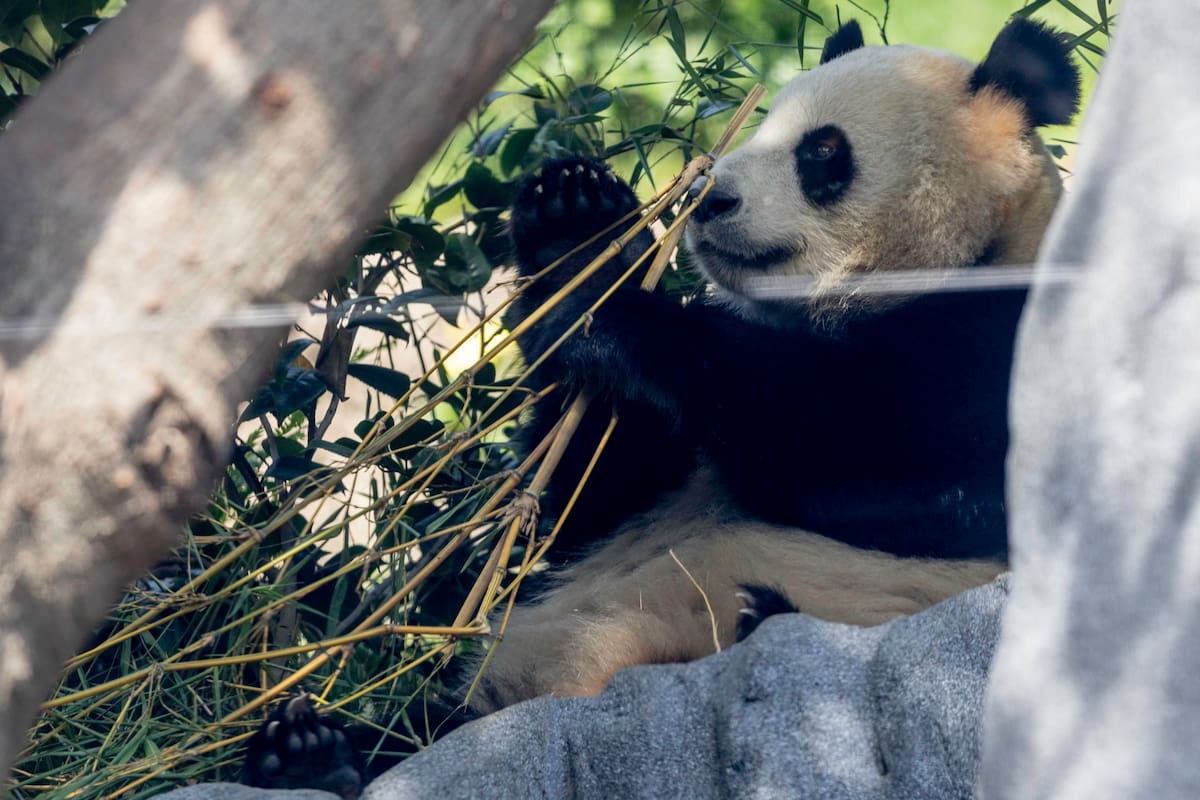 Xin Bao, hembra de oso panda, de 4 años de edad