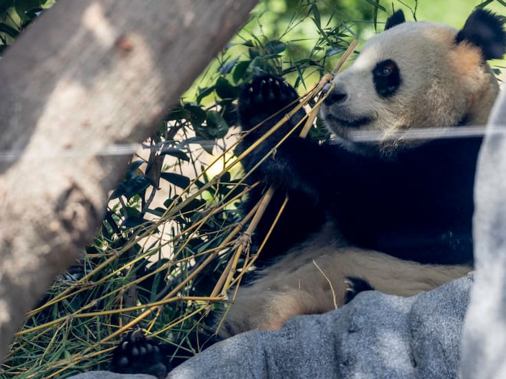 Xin Xin, símbolo de conservación en México, supera expectativas de vida de los pandas