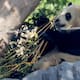 Xin Xin, símbolo de conservación en México, supera expectativas de vida de los pandas