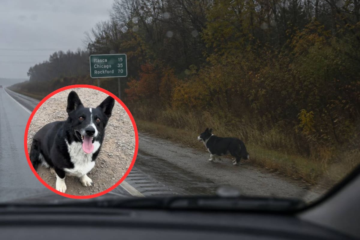 Un corgi llamado Opie desapareció en California durante una tormenta y reapareció dos meses después en Illinois, a más de 3 mil kilómetros de casa, sin que nadie sepa cómo logró recorrer una distancia tan extraordinaria