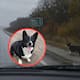 Corgi desapareció y apareció a más de 3 mil kilómetros