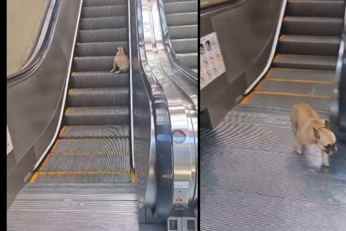 Perro se vuelve viral al aprender a usar las escaleras eléctricas de un centro comercial