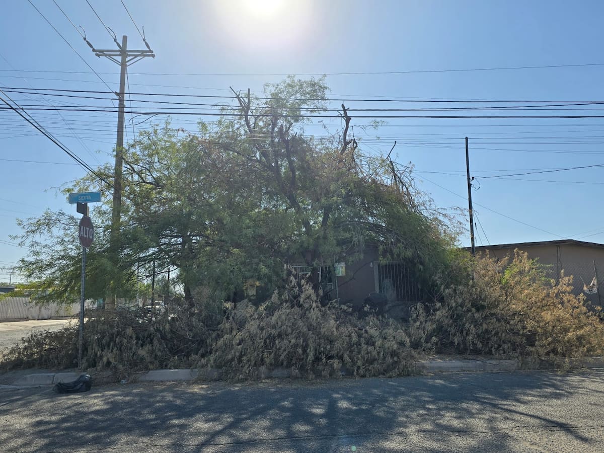 Después de una semana de que se cortaron las ramas de varios árboles sobre la calle 6ª y Río Grijalva por parte de personal de la CFE, estas siguen tiradas sobre la banqueta, ya secas, sin que el Ayuntamiento o la paraestatal las recojan.
Desde hace varias semanas se ha estado talando la copa de los árboles que llegan a tocar el tendido eléctrico, pues se menciona que podrían ser una de las causas de las fallas eléctricas en la ciudad. Foto: Javier Gallegos.