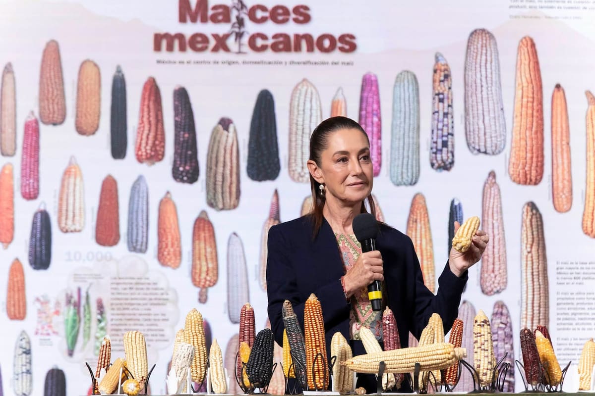 Sheinbaum: “El maíz criollo es patrimonio, vamos a conservarlo” | Crédito: Presidencia