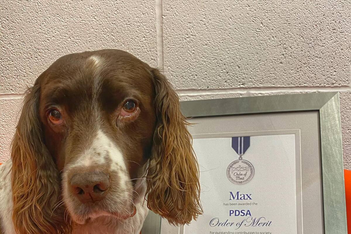 Perrito recibe Orden al Mérito animal británico