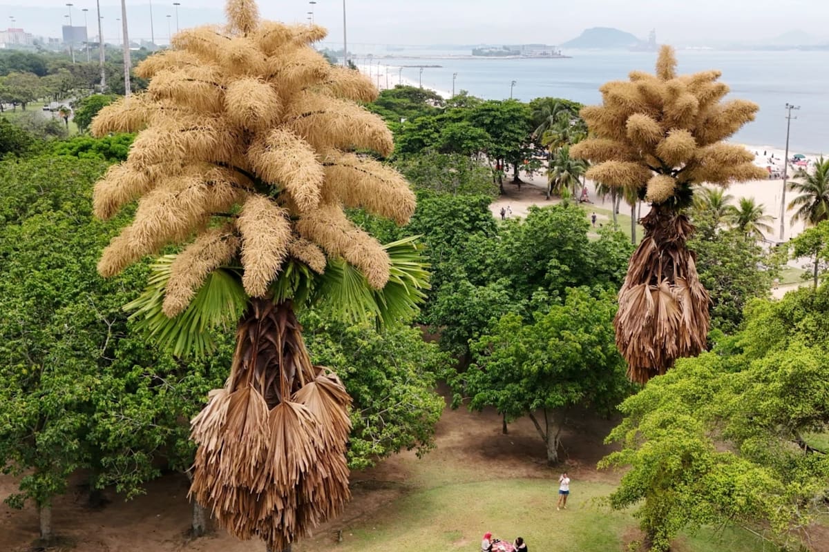 Palmeras plantadas hace más de 60 años florecen por primera y única vez en Río de Janeiro; científicos explican por qué este fenómeno natural histórico conecta botánica, tiempo de vida humano y la visión ambiental de Roberto Burle Marx