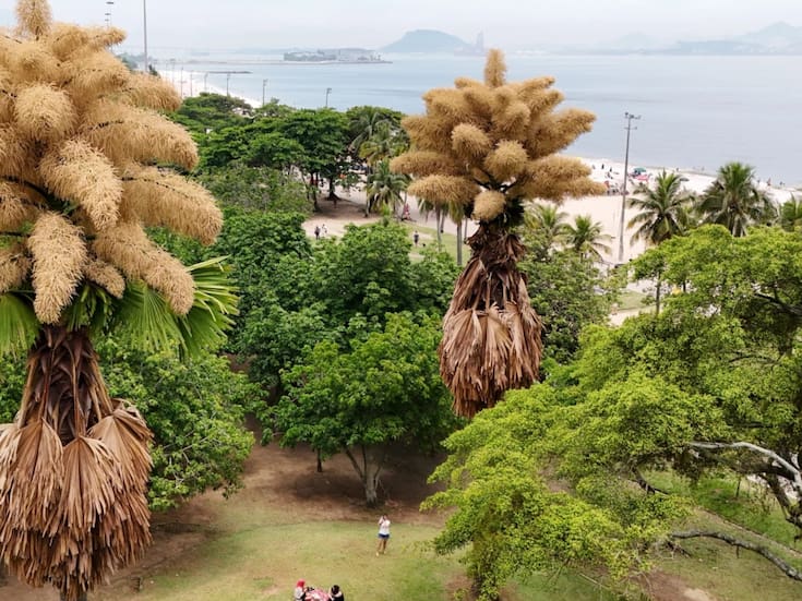 Palmeras plantadas hace más de 60 años florecen por primera y única vez en Río de Janeiro; científicos explican por qué este fenómeno natural histórico conecta botánica, tiempo de vida humano y la visión ambiental de Roberto Burle Marx
