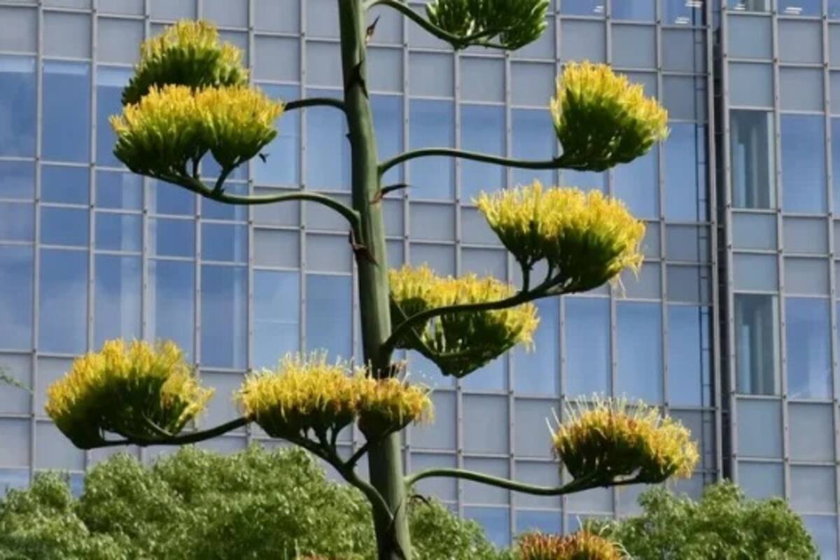 El agave mexicano que resurge cada cien años en Tokio