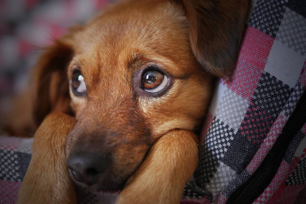 Castigarán con hasta 5 años de cárcel por maltrato animal en Guanajuato