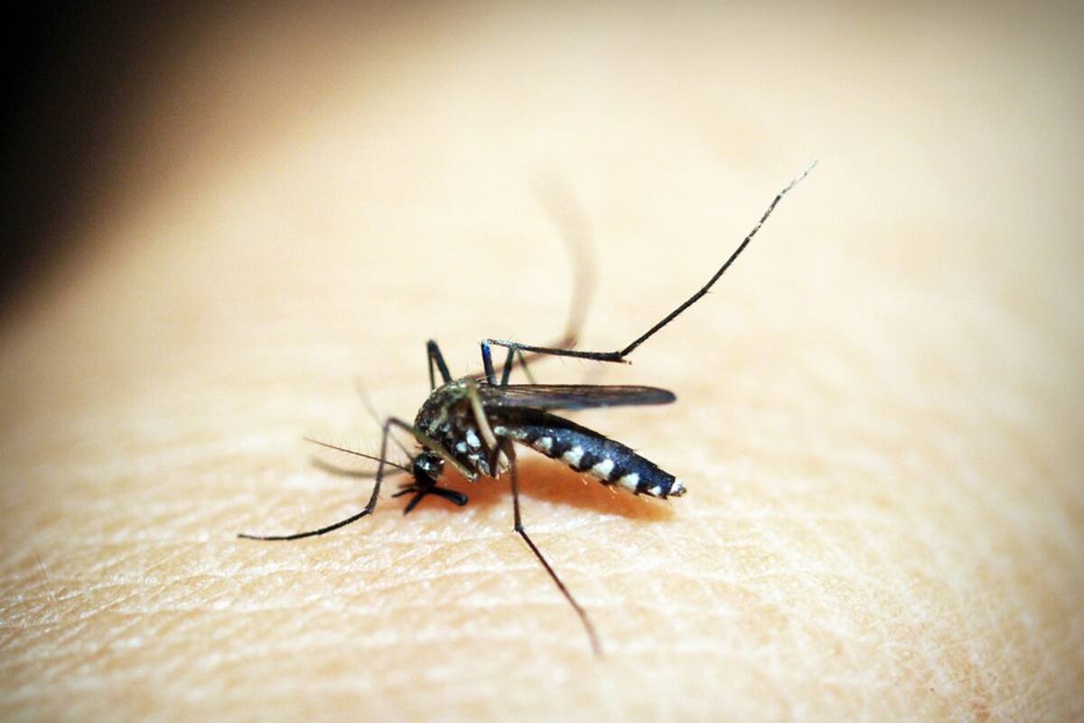 Registra BC dos casos locales de dengue