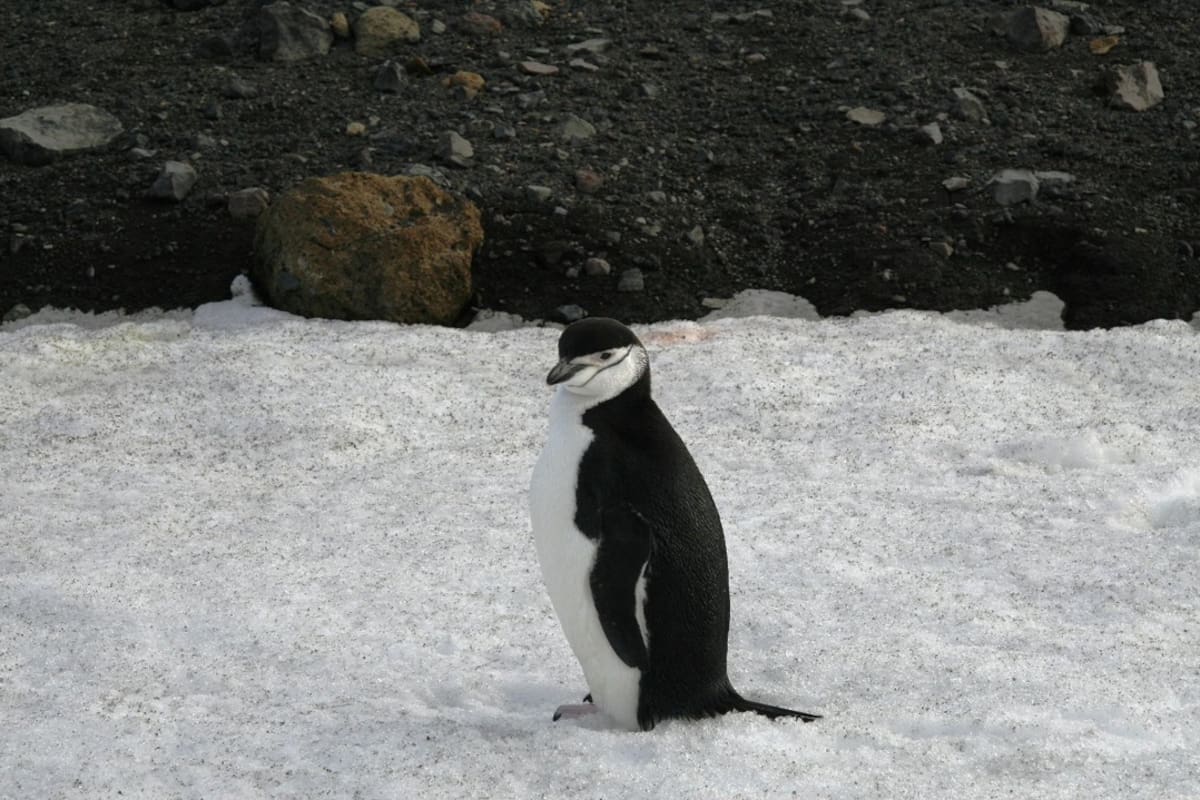 La influenza aviar H5N1 se establece en la Antártida tras tres temporadas consecutivas y provoca muertes en especies nativas