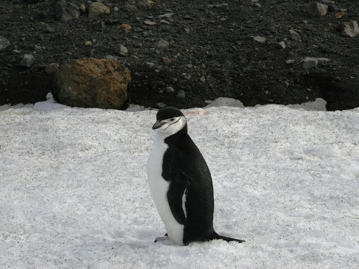 La influenza aviar H5N1 se establece en la Antártida tras tres temporadas consecutivas y provoca muertes en especies nativas