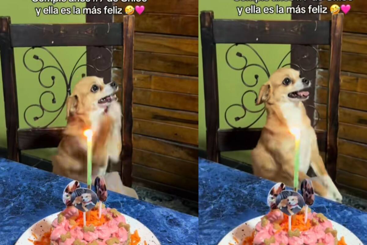 Perro baila por canción de cumpleaños en forma de “ladrido”