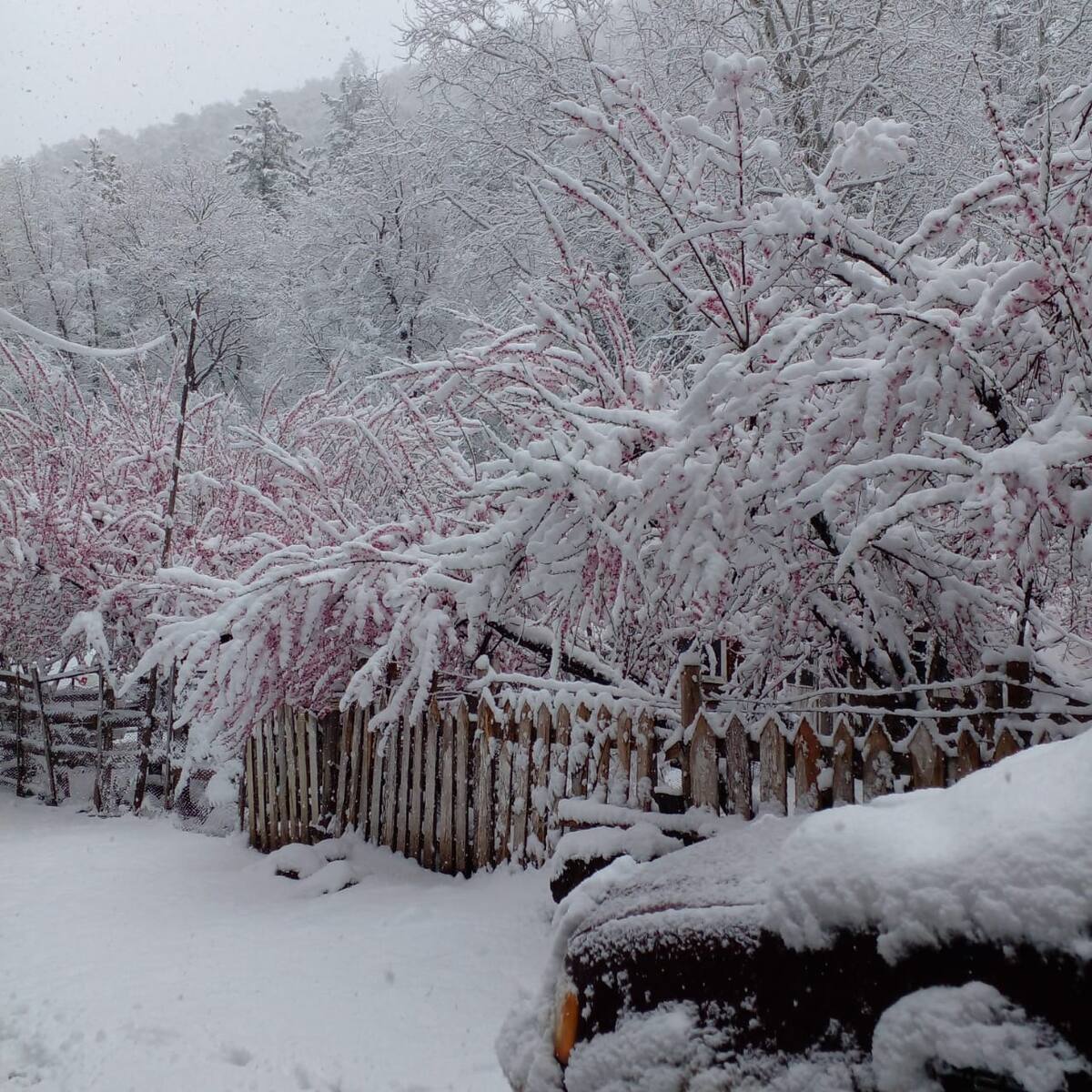 Las flores de los árboles se ven
cubiertas de nieve en la población
de Mesa Tres Ríos. FOTO: KARINA MARTÍNEZ