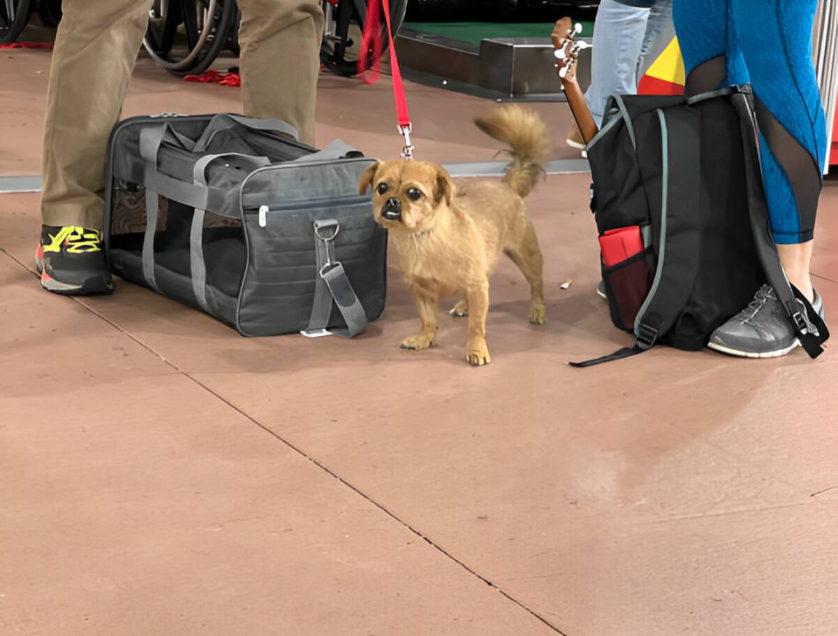 Consejos esenciales para viajar con mascotas | Foto: pexels