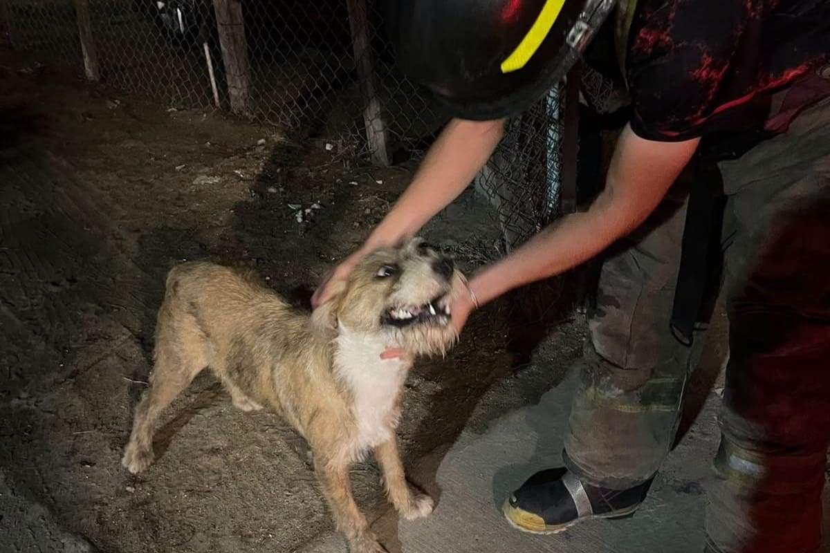 Rescatan a perrito que quedó atrapado en un cerco en SLRC