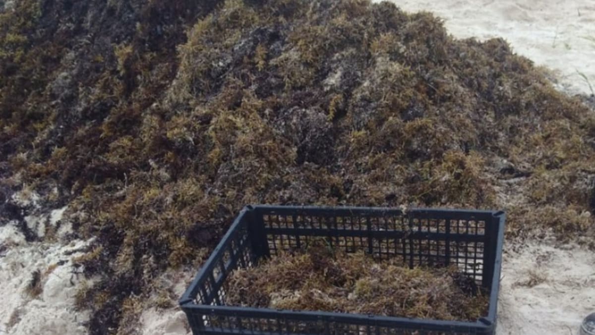 El proyecto transforma toneladas de sargazo en material de construcción validado estructuralmente.
Foto: Omar Vázquez Sánchez