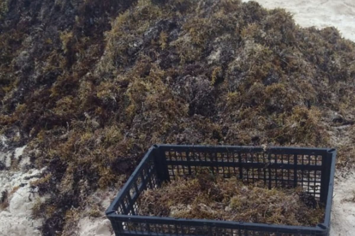 “Este año viene terrible”, advirtió experta sobre el sargazo que llegó a costas de Quintana Roo antes de tiempo