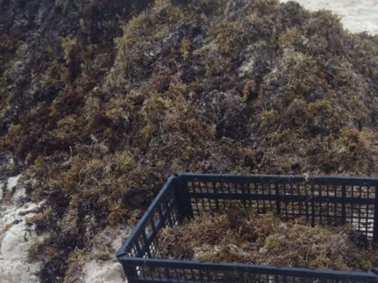 “Este año viene terrible”, advirtió experta sobre el sargazo que llegó a costas de Quintana Roo antes de tiempo