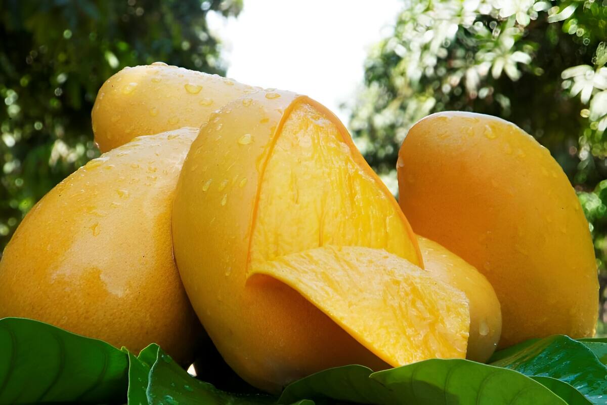 ¿Conoces la historia del ingeniero mexicano que creó el mango Ataúlfo?