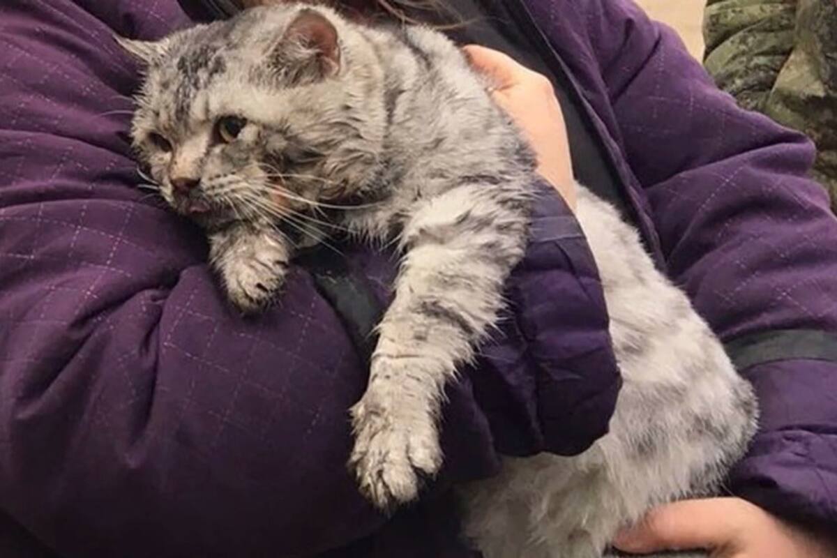 VIDEO: Gato reacciona luego de ser rescatado por bomberos en una casa incendiada