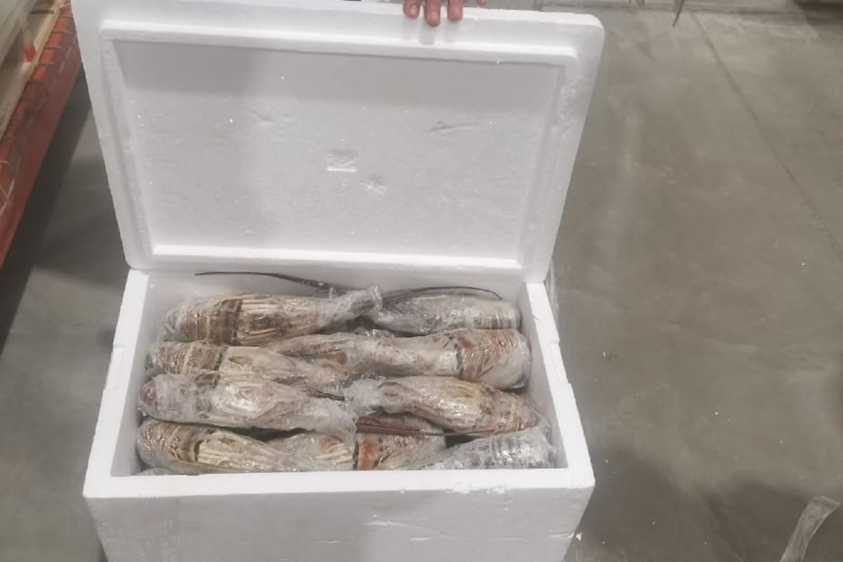 Decomisan langosta y camarón ilegal en El Sauzal