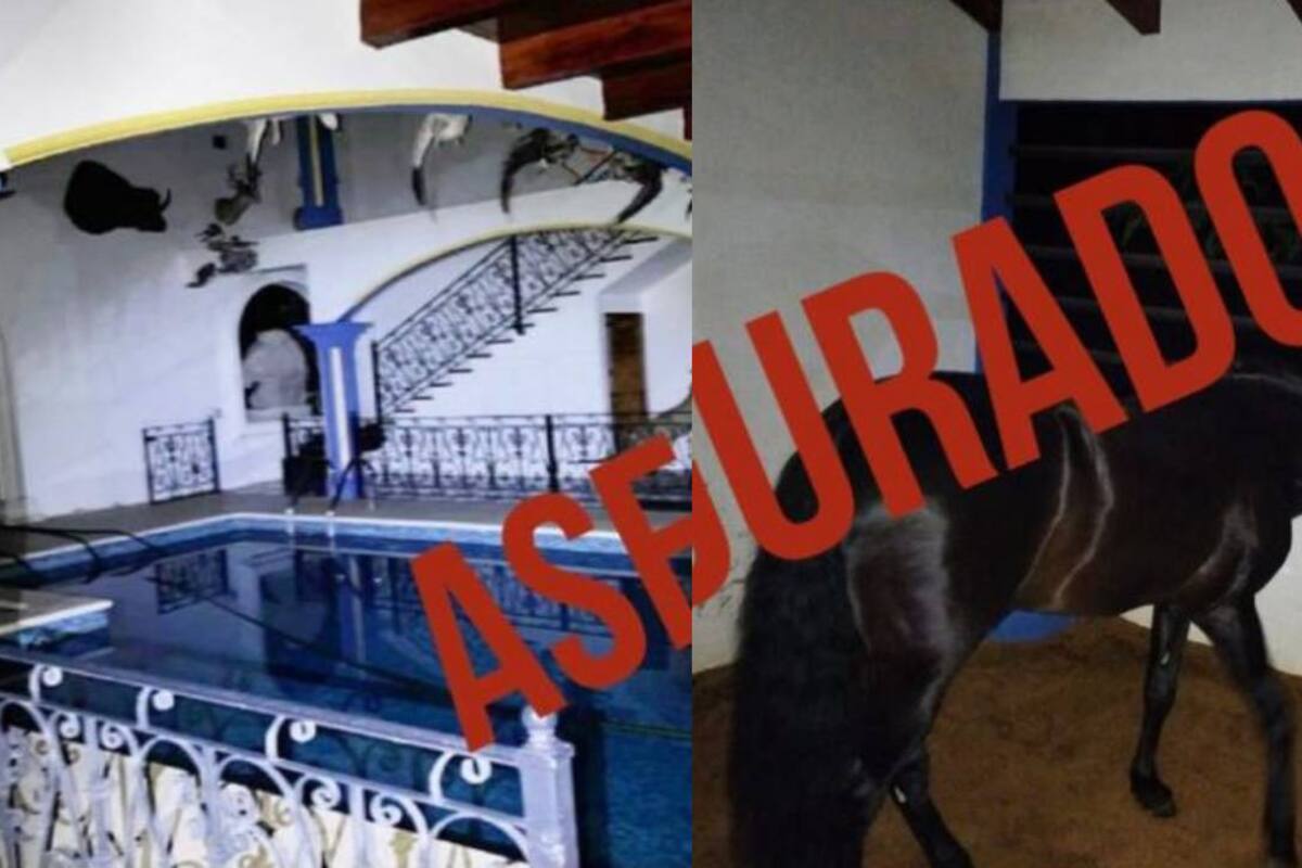 Edomex: Autoridades aseguran propiedades de lujo, vehículos y animales durante cateos Amatepec y Tlatlaya