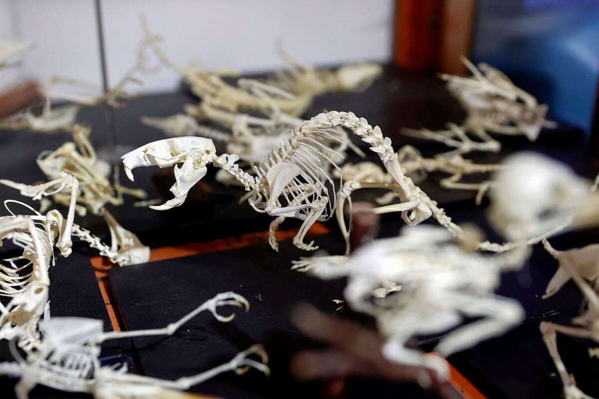 El arte de preservar mascotas se abre en Colombia