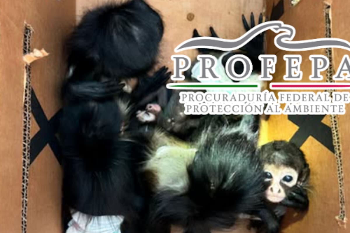 Descubren a nueve animales silvestres ocultos en cajas bajo una litera: estaban desnutridos y a punto de morir