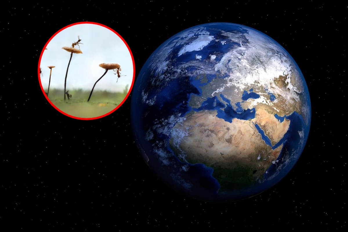 ¿Cuál es el insecto más numeroso de la Tierra y cómo esto ha hecho que esto cambie en la evolución de otros animales?, según estudios