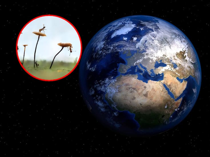 ¿Cuál es el insecto más numeroso de la Tierra y cómo esto ha hecho que esto cambie en la evolución de otros animales?, según estudios