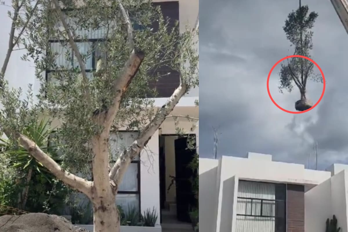 Mujer revela que su esposo compró un árbol de olivo de 15 mil pesos mientras ella no estaba