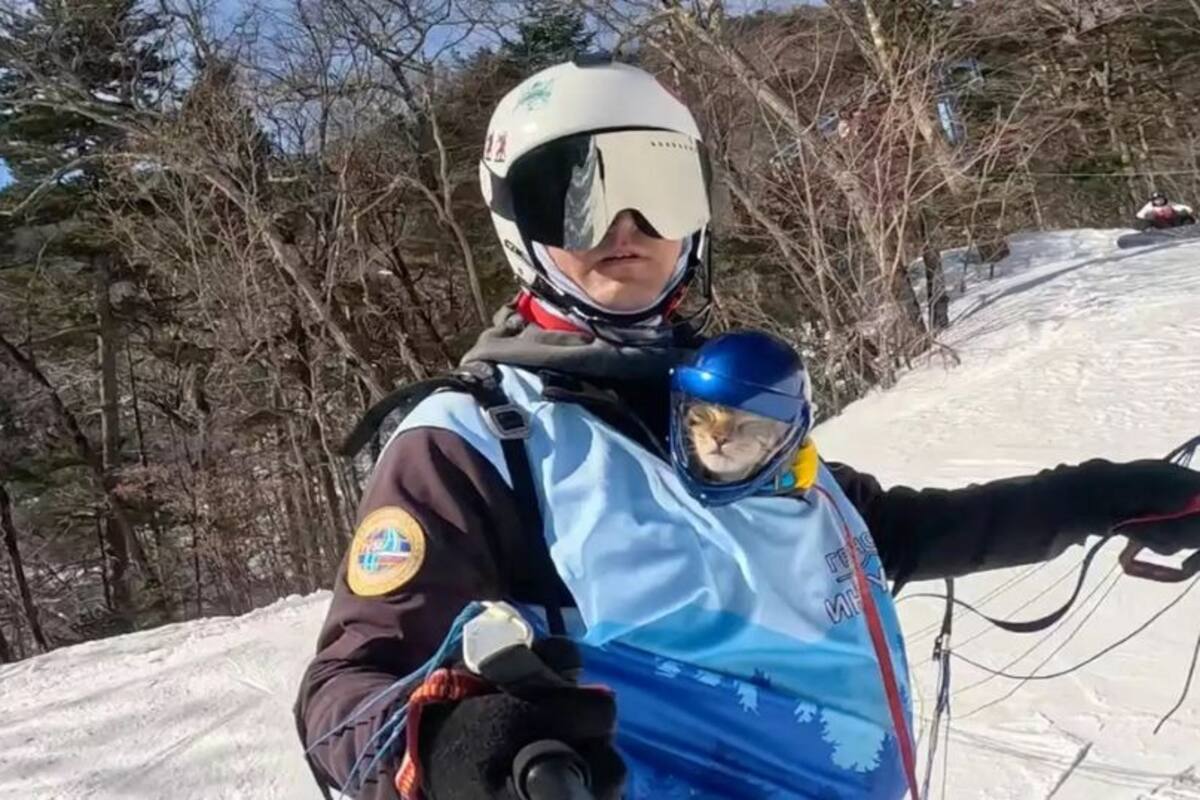 Thoth, el gato paracaidista que desafía el vacío y conquista las redes con su valentía